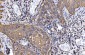 Anti-HGS Antibody Picoband™ (monoclonal, 4B7E2)